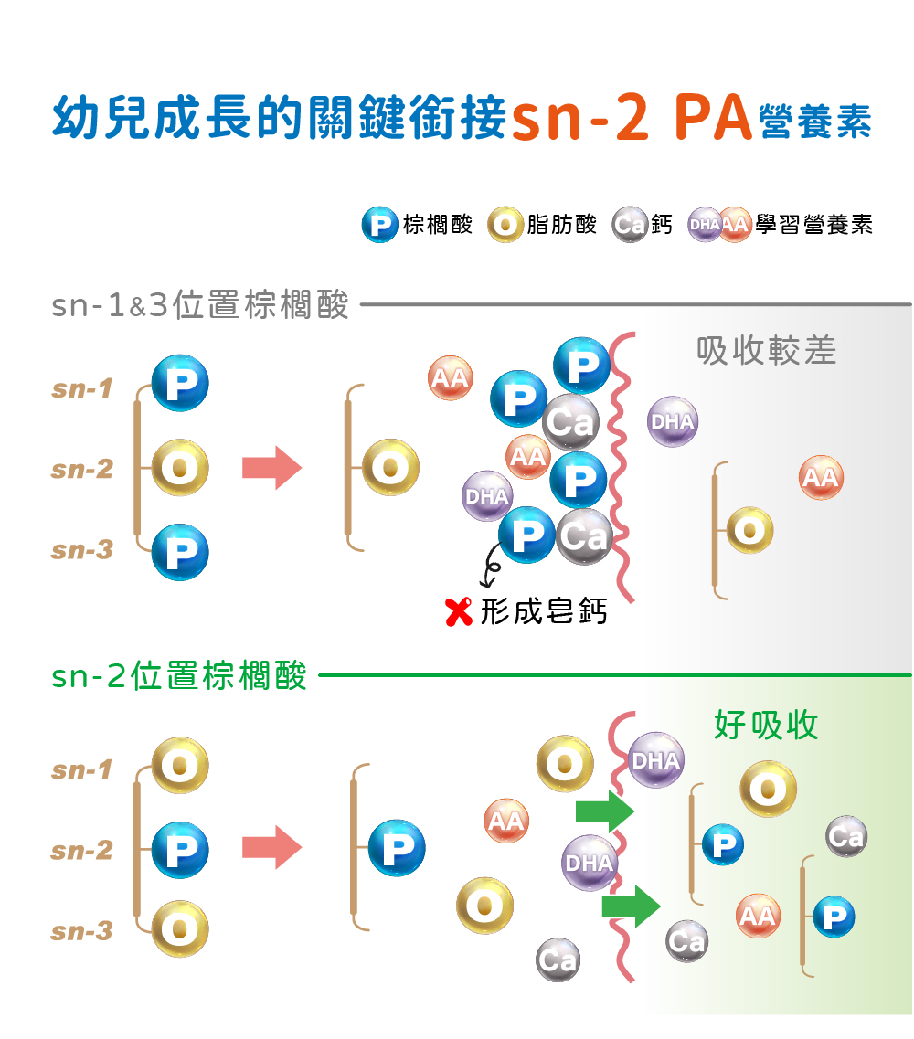 sn-2 PA,OPO